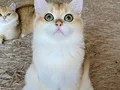 Safkan British Shorthair Golden erkek yavru