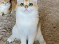 Safkan British Shorthair Golden erkek yavru