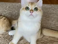 Safkan British Shorthair Golden erkek yavru