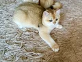 Safkan British Shorthair Golden erkek yavru