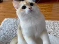 Safkan British Shorthair Golden erkek yavru