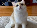 Safkan British Shorthair Golden erkek yavru