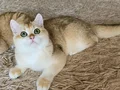 Safkan British Shorthair Golden erkek yavru