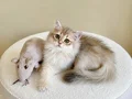 Safkan British Longhair Blue Golden erkek yavru