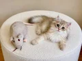 Safkan British Longhair Blue Golden erkek yavru