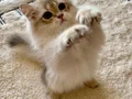 Safkan British Longhair Blue Golden erkek yavru