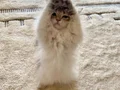 Safkan British Longhair Blue Golden erkek yavru