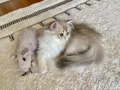 Safkan British Longhair Blue Golden erkek yavru
