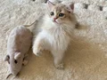 Safkan British Longhair Blue Golden erkek yavru
