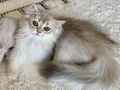 Safkan British Longhair Blue Golden erkek yavru