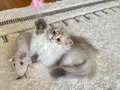 Safkan British Longhair Blue Golden erkek yavru