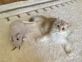 Safkan British Longhair Blue Golden erkek yavru