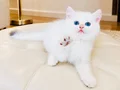 Safkan British Shorthair Golden Point erkek yavru