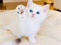 Safkan British Shorthair Golden Point erkek yavru