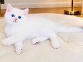 Safkan British Shorthair Golden Point erkek yavru