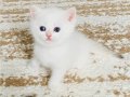 Safkan British Shorthair Golden Point erkek yavru
