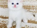 Safkan British Shorthair Golden Point erkek yavru