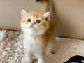 Safkan British Shorthair Chocolate golden erkek yavru