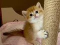 Safkan British Shorthair Chocolate golden erkek yavru