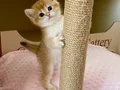 Safkan British Shorthair Chocolate golden erkek yavru
