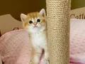 Safkan British Shorthair Chocolate golden erkek yavru