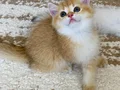 Safkan British Shorthair Chocolate golden erkek yavru