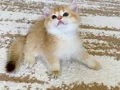 Safkan British Shorthair Chocolate golden erkek yavru