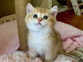 Safkan British Shorthair Chocolate golden erkek yavru