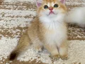 Safkan British Shorthair Chocolate golden erkek yavru