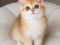 Şecereli British Shorthair Golden ny12 erkek yavru