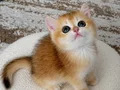 Şecereli British Shorthair Golden ny12 erkek yavru