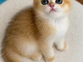 Şecereli British Shorthair Golden ny12 erkek yavru