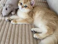 Şecereli British Shorthair Golden ny12 erkek yavru