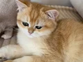 Şecereli British Shorthair Golden ny12 erkek yavru