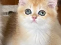 Şecereli British Shorthair Golden ny12 erkek yavru