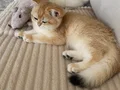 Şecereli British Shorthair Golden ny12 erkek yavru