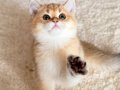 Safkan British Shorthair Golden erkek yavru