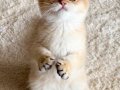 Safkan British Shorthair Golden erkek yavru