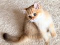 Safkan British Shorthair Golden erkek yavru