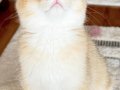 Safkan British Shorthair Golden erkek yavru
