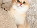Safkan British Shorthair Golden erkek yavru