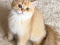 Safkan British Shorthair Golden erkek yavru