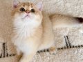 Safkan British Shorthair Golden erkek yavru