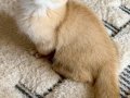Safkan British Shorthair Golden erkek yavru