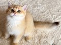 Safkan British Shorthair Golden erkek yavru