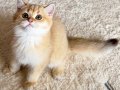 Safkan British Shorthair Golden erkek yavru