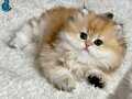 Safkan British Longhair Golden erkek yavru
