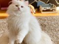 Safkan British Longhair Lilac Point cy1233 erkek