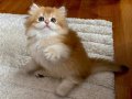 Safkan British Longhair Golden erkek yavru