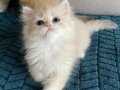 Şecereli British Longhair 3 tane erkek yavru